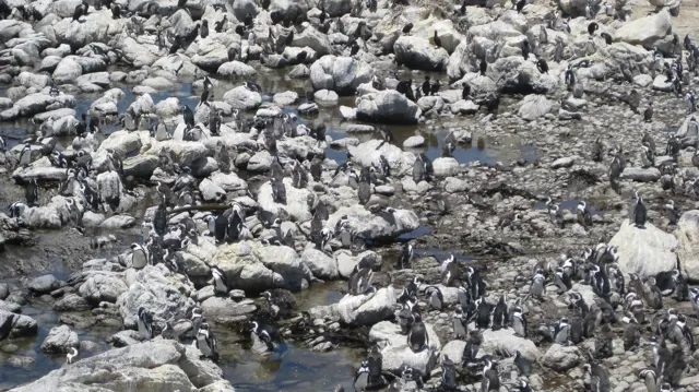 Seabirds gather among pale rocks and shallow pools.