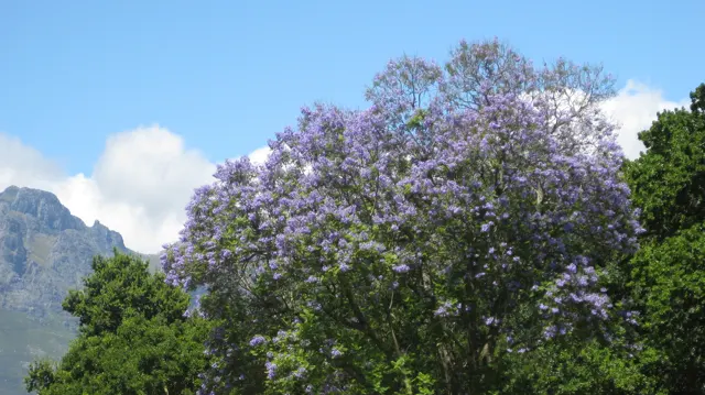 A large tree carries dense purple blossoms against blue sky.