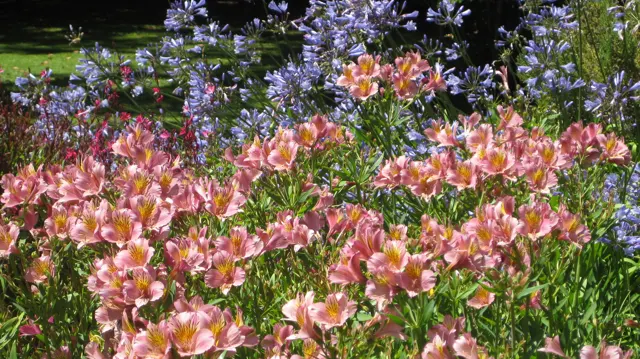 Pink flowers fill the foreground beneath taller blue flower heads.