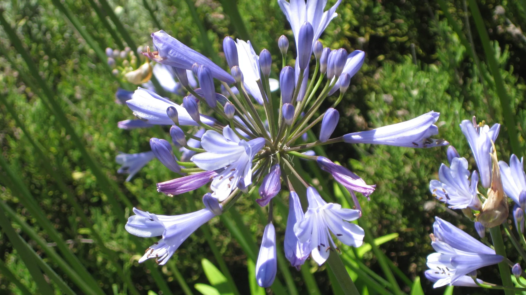 Blue tubular flowers radiate from a rounded flower head.