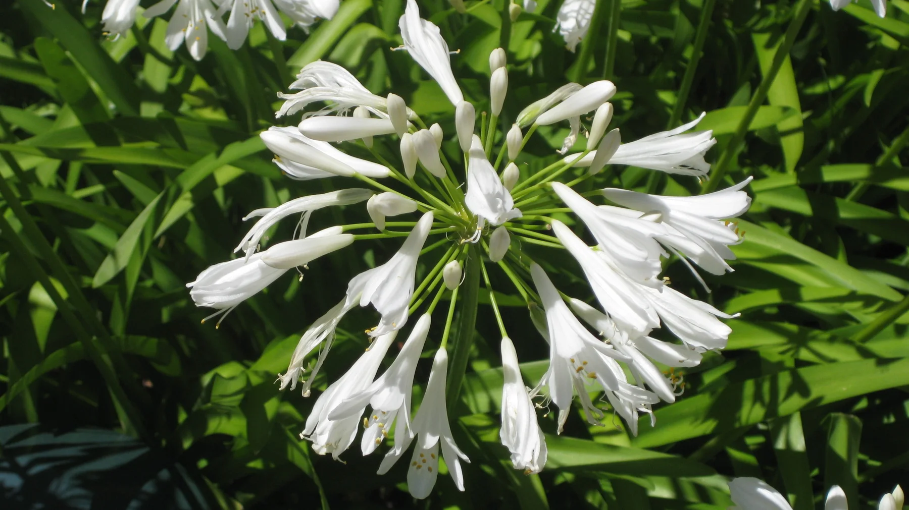 White tubular blossoms spread from a central point among green leaves.