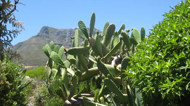 Flat oval cactus pads fill the foreground beneath a rocky mountain peak.
