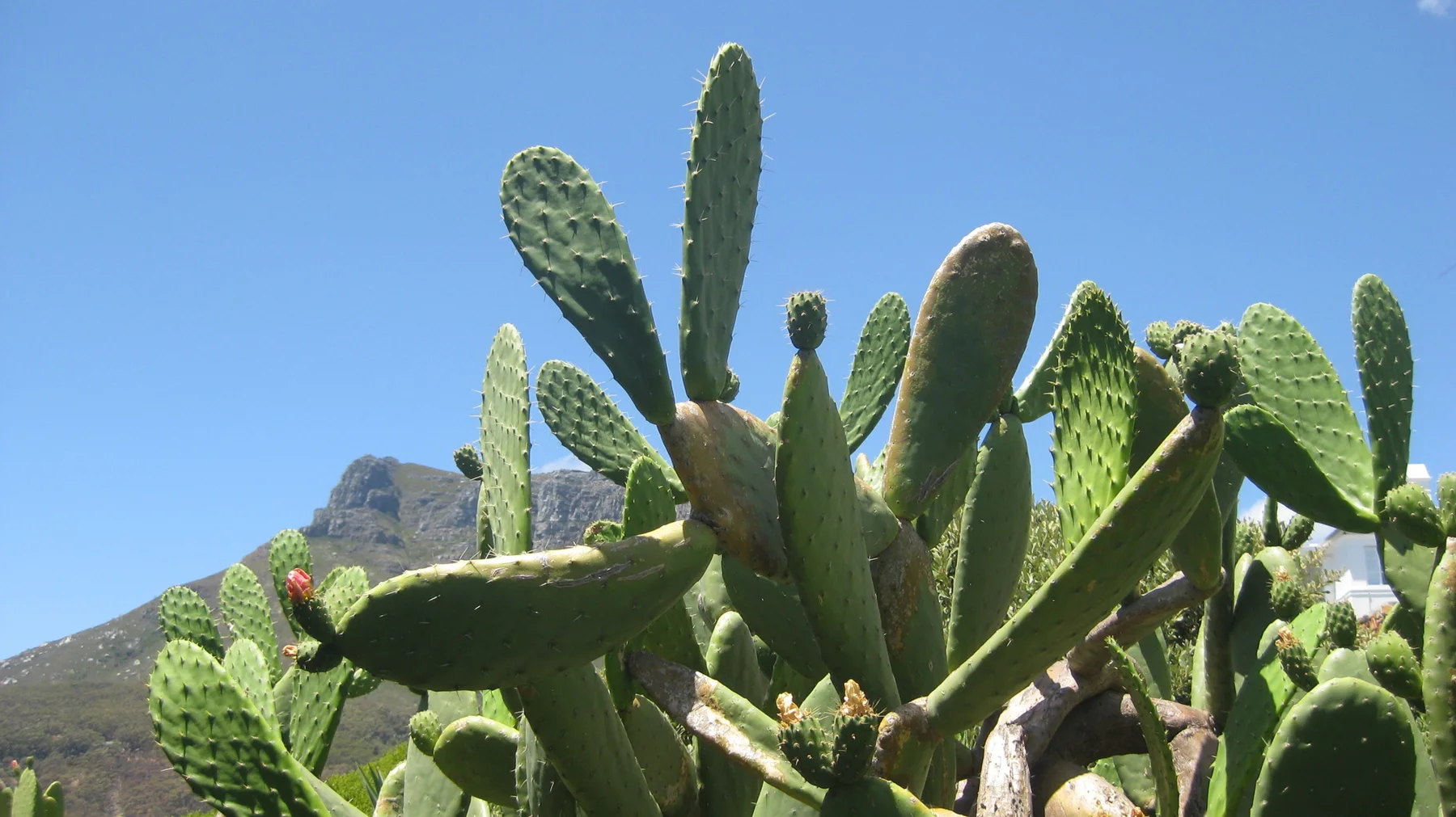 Prickly pear pads rise against blue sky with a mountain peak visible below.
