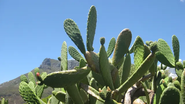 Prickly pear pads rise against blue sky with a mountain peak visible below.