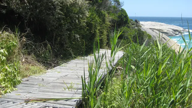Weathered wooden steps descend through tall reeds toward a glimpse of beach.