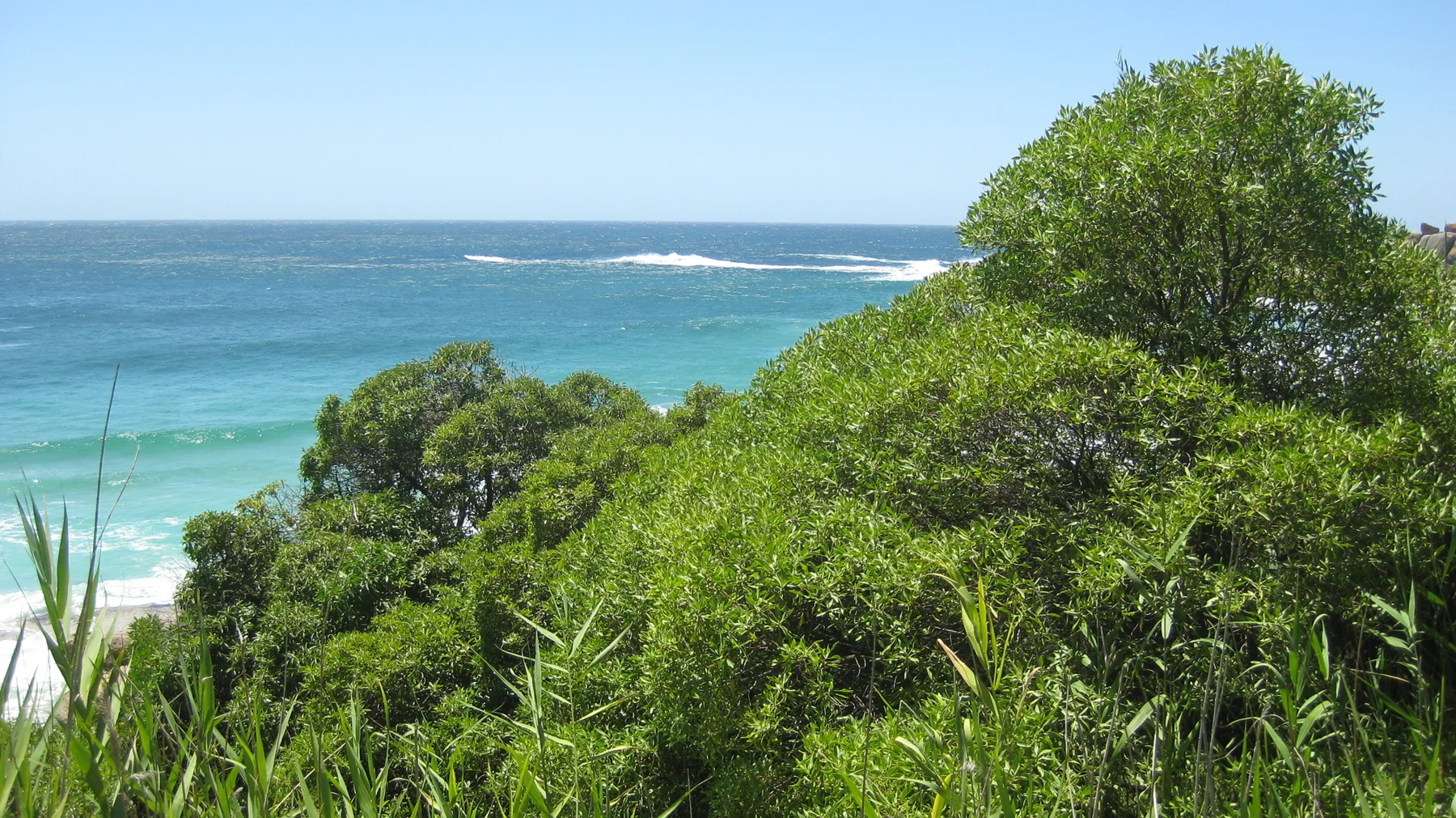 Shrubs and tall grasses overlook bright turquoise ocean water.