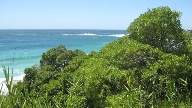 Shrubs and tall grasses overlook bright turquoise ocean water.