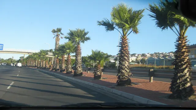 Windblown palms line a road beside a broad paved verge.
