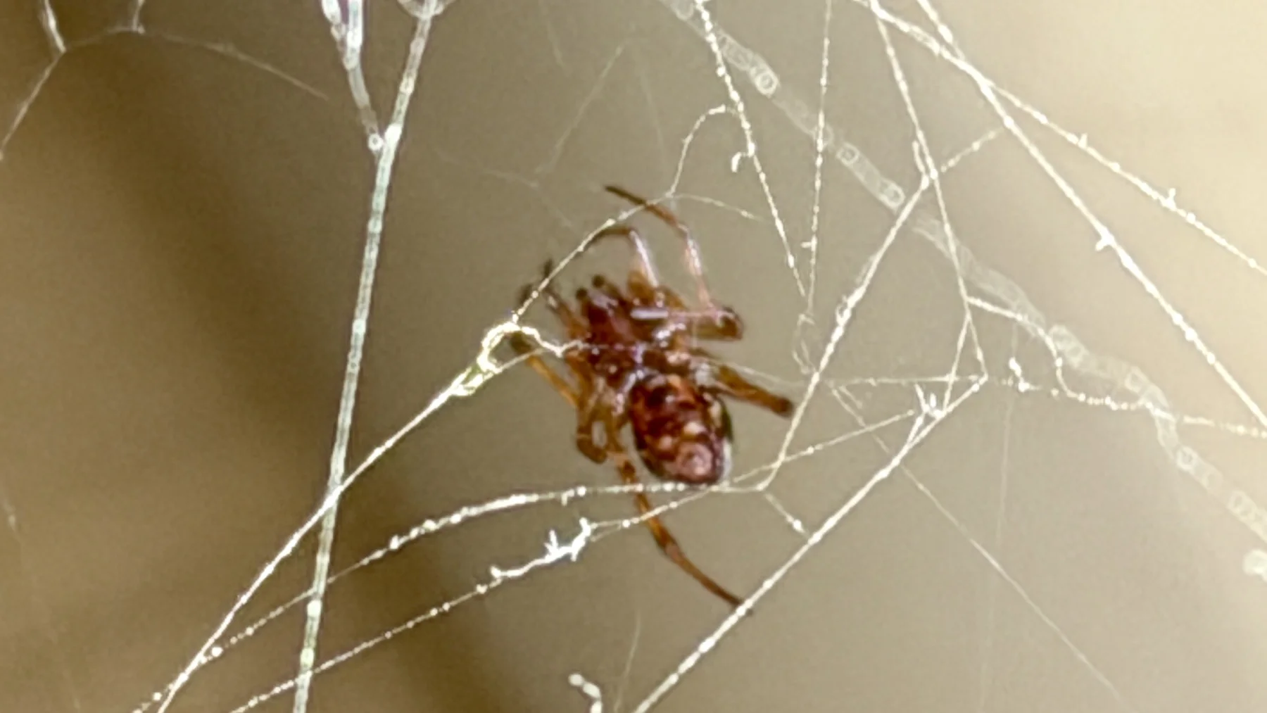 A close-up of a small brown spider with pale markings, surrounded by bright crossing web threads against a blurred beige background.