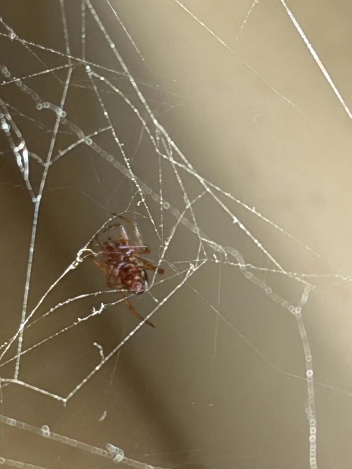 A small spider hangs among fine web threads in a portrait composition, with a softly blurred light and dark background.