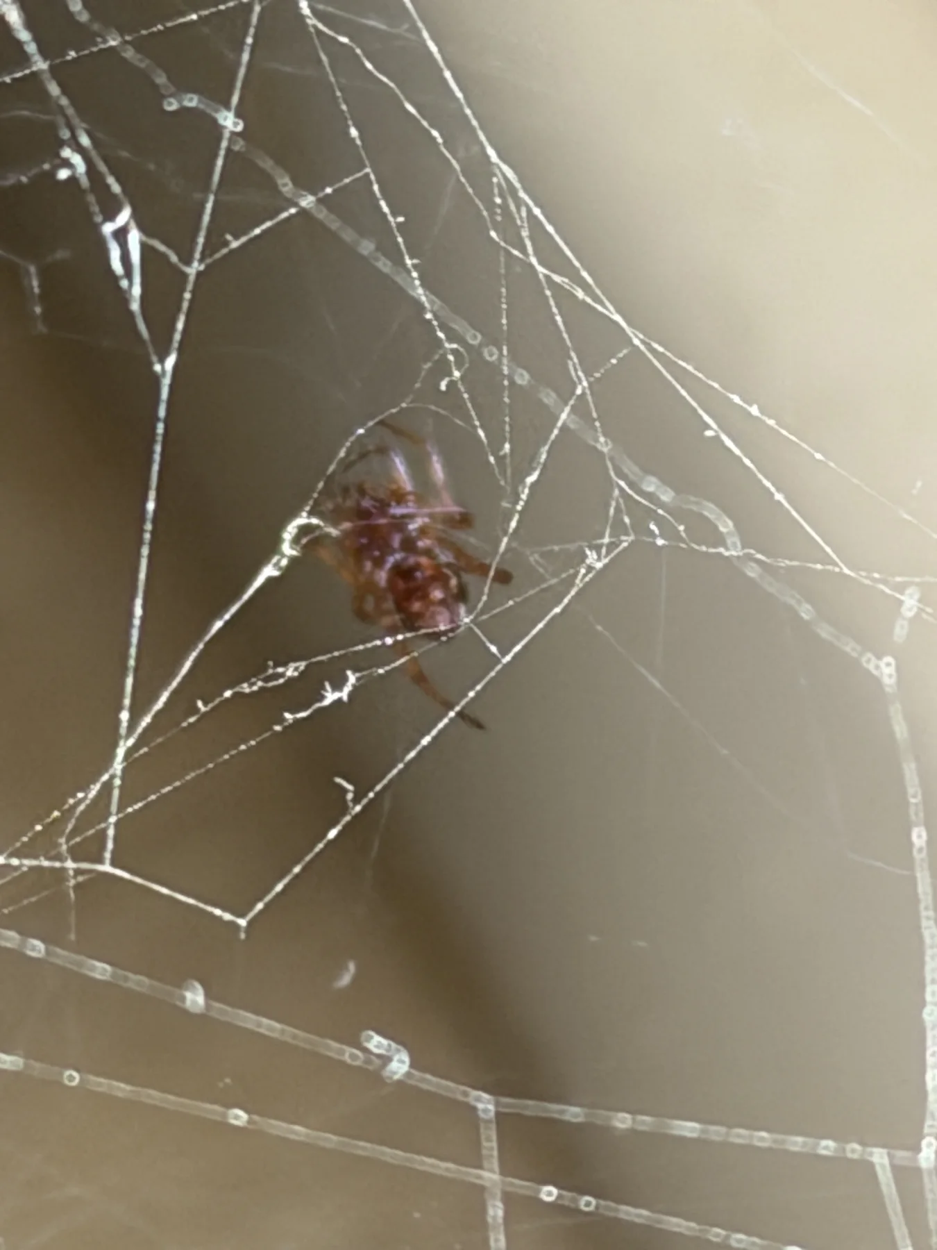 A brown spider sits within intersecting strands of silk, with long web lines crossing the lower part of the portrait frame.