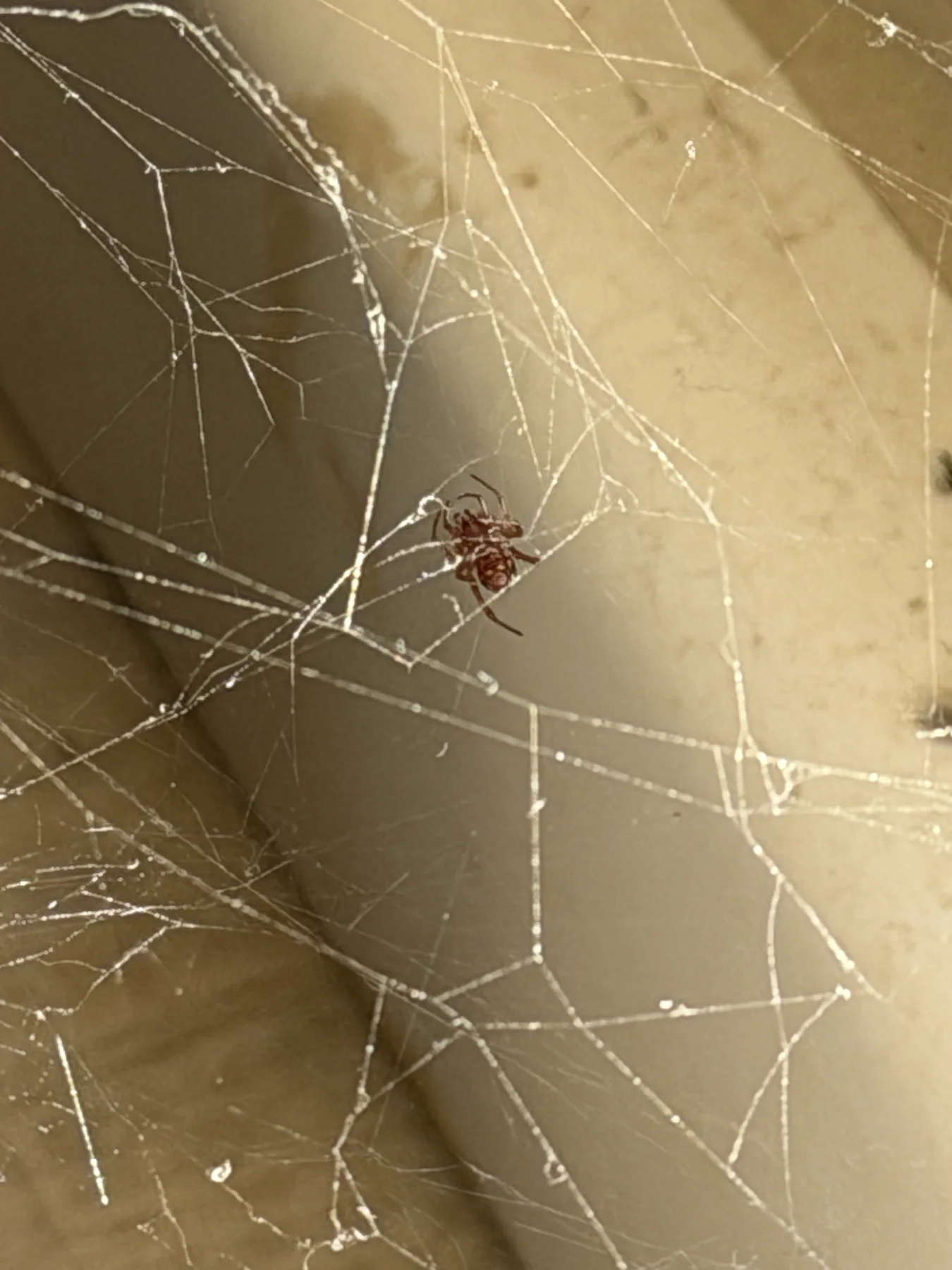 A wider portrait view shows a small spider amid a network of threads beside pale surfaces and a dark recess.