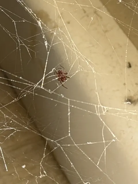 Fine strands stretch across a corner with pale surfaces, with a small brown spider near the middle of the web.