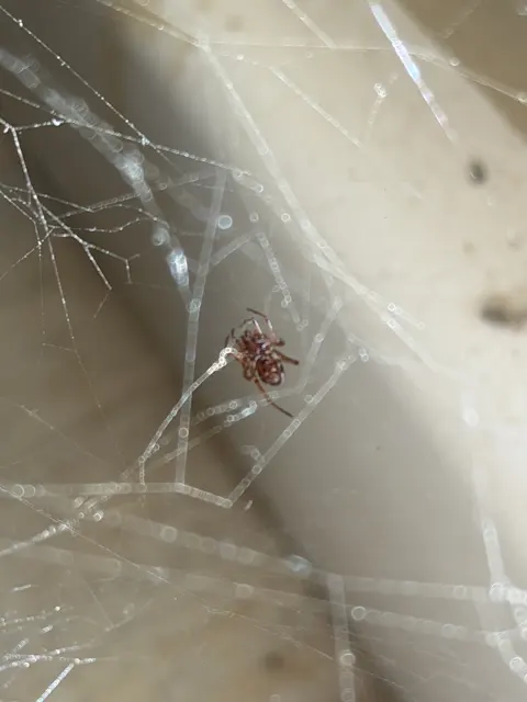 A small spider and crossing silk threads appear against a softly focused background of pale surfaces and shadow.