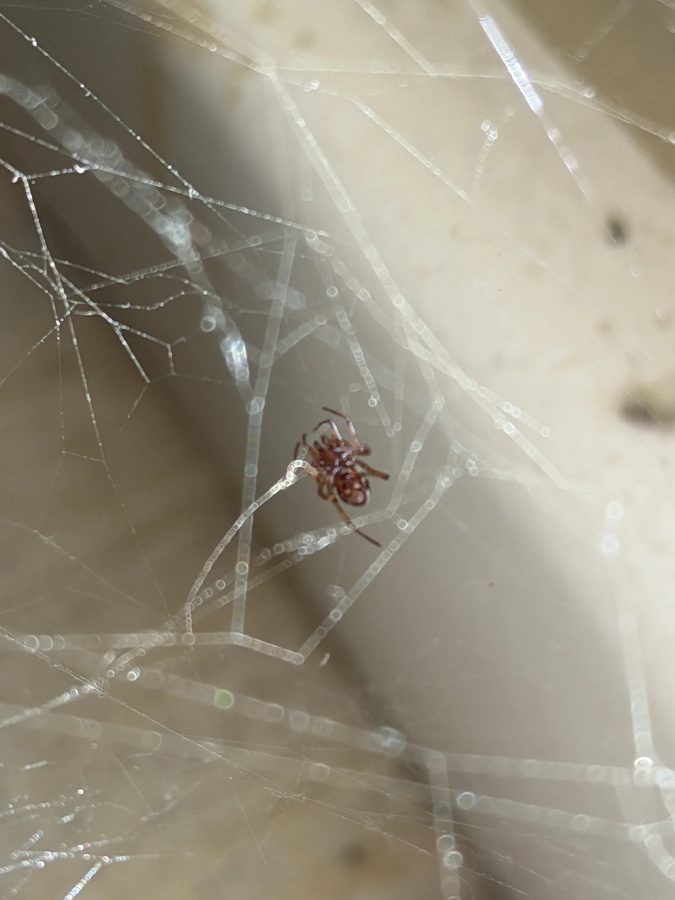 A brown spider hangs in a web beside a dark diagonal area, with bright threads extending across the foreground.