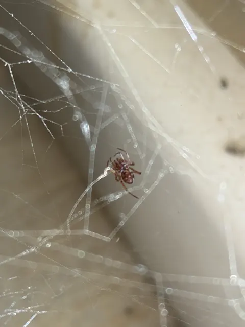 A brown spider hangs in a web beside a dark diagonal area, with bright threads extending across the foreground.