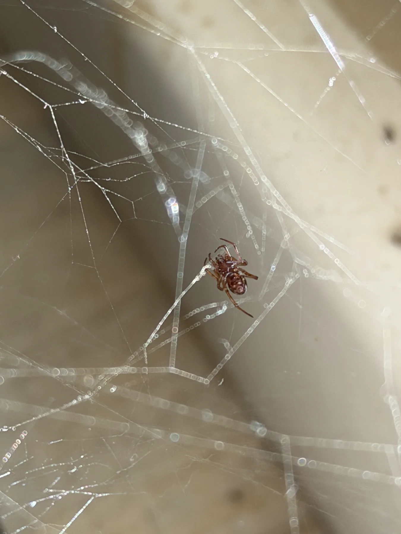 A portrait view follows fine strands towards a small spider, with blurred web lines crossing the lower foreground.