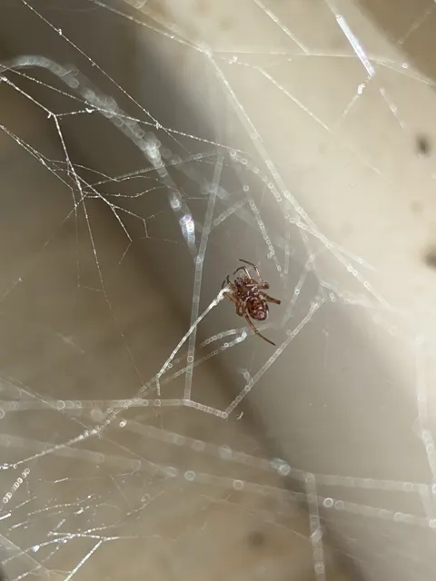 A portrait view follows fine strands towards a small spider, with blurred web lines crossing the lower foreground.