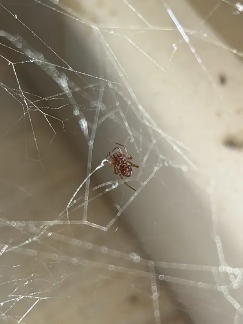 A small spider is framed by pale web threads against a background that shifts from shadow to a light cream surface.