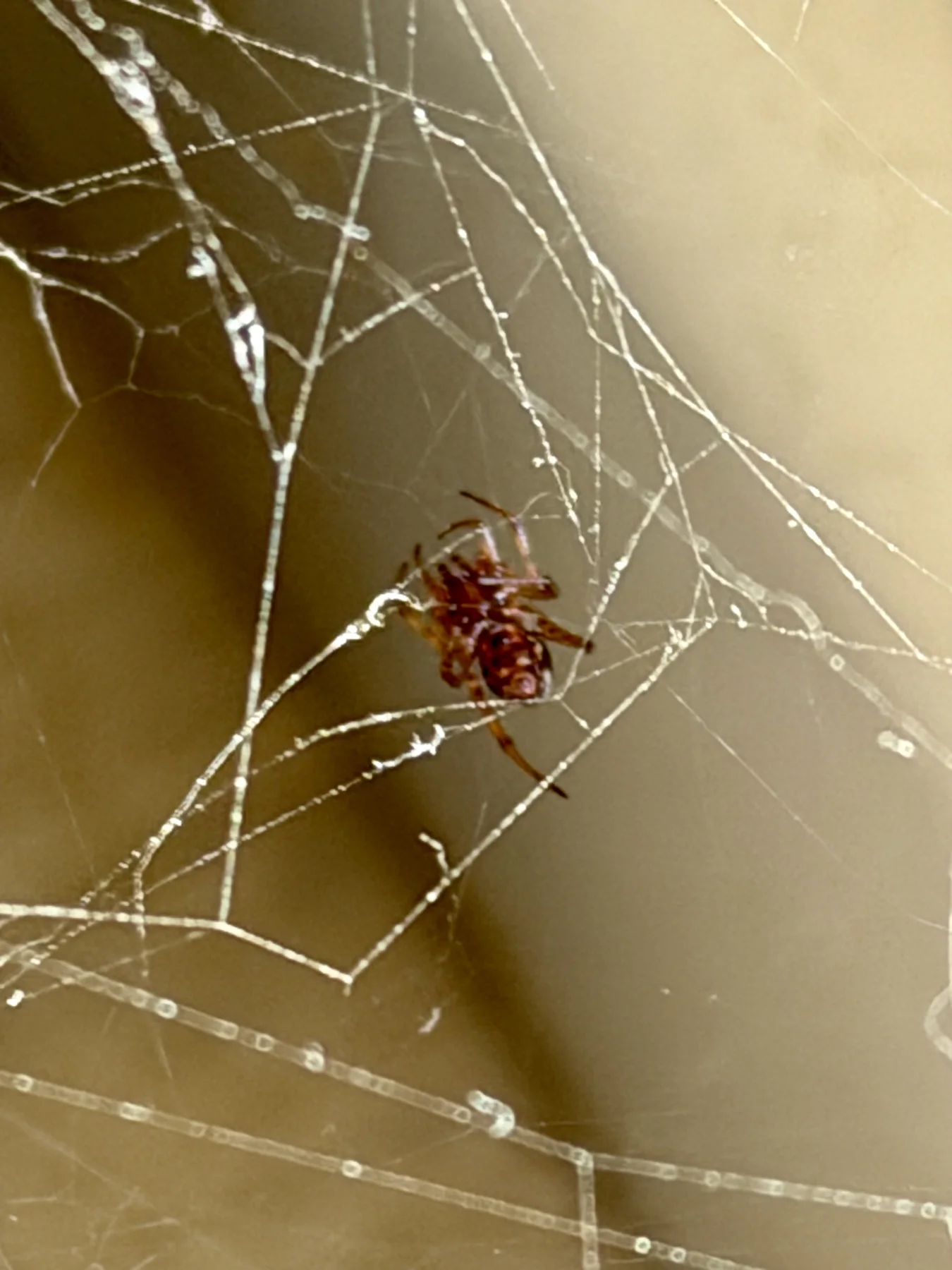 Bright strands cross a warm-toned background around a brown spider, with several long threads running along the bottom of the image.
