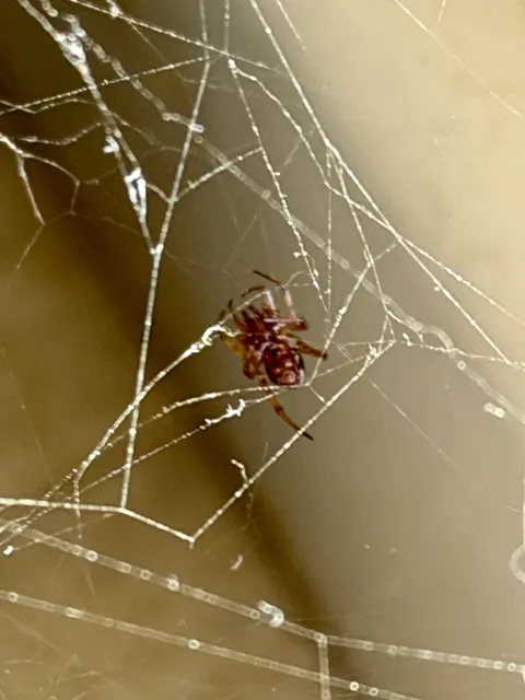 Bright strands cross a warm-toned background around a brown spider, with several long threads running along the bottom of the image.