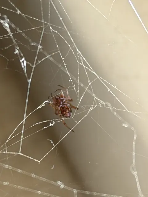 A closer portrait view of a brown spider amid intersecting silk strands, with its patterned body set against a blurred background.