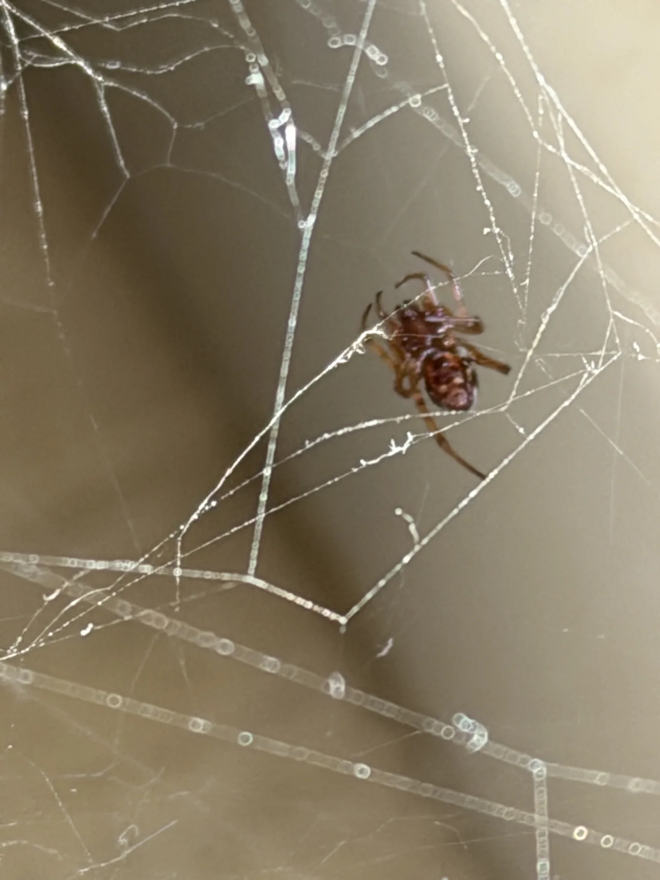 A brown spider with pale markings hangs among diagonal web threads, above several strands crossing the lower frame.