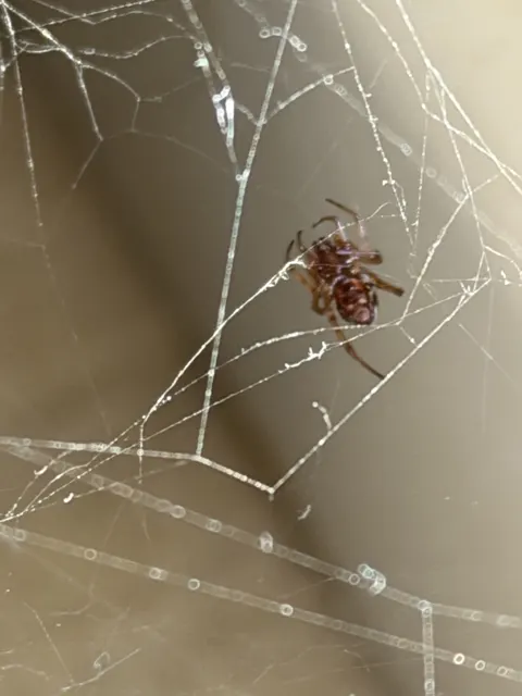 A brown spider with pale markings hangs among diagonal web threads, above several strands crossing the lower frame.