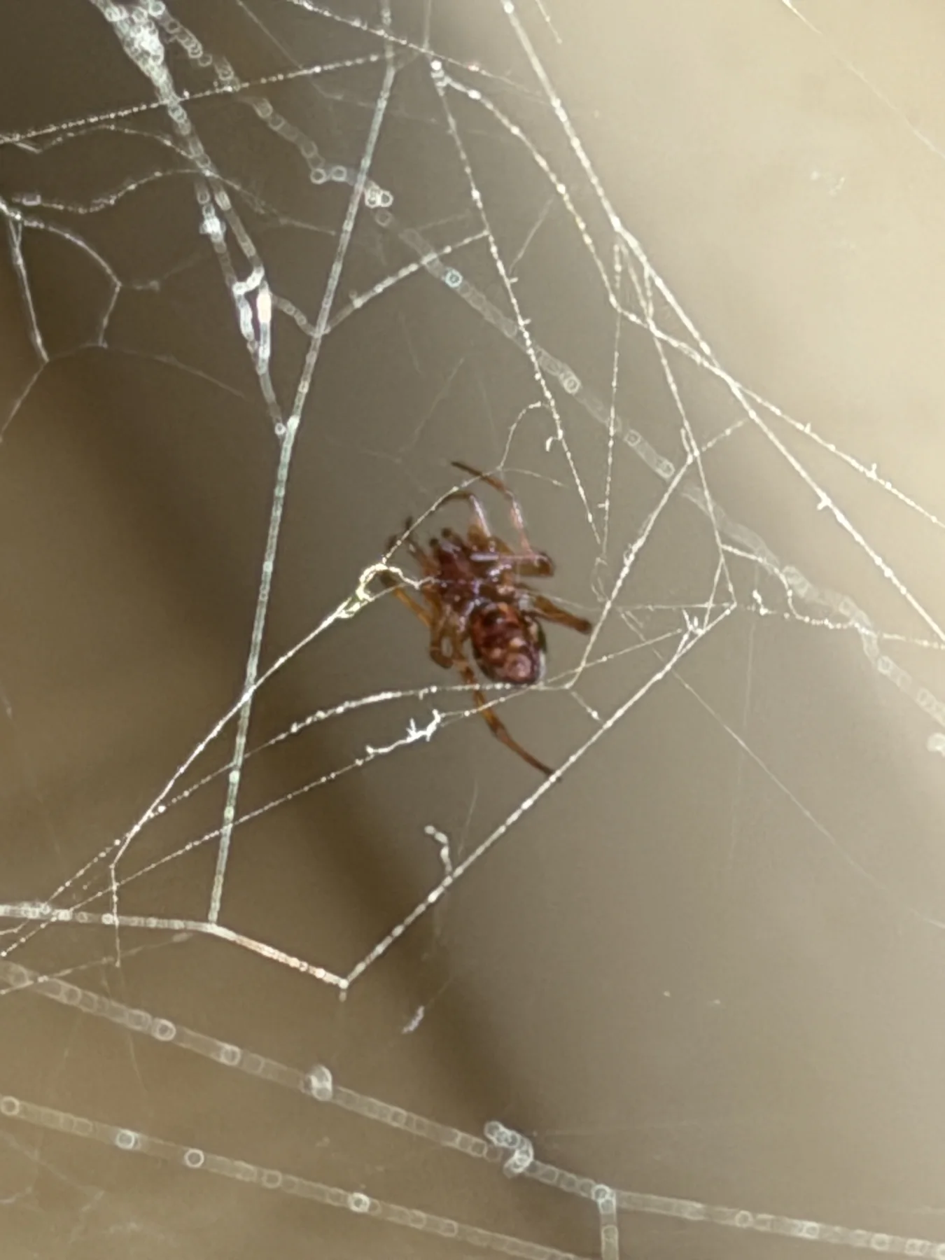 Silk strands extend from around a small brown spider towards the edges of a portrait frame, against a soft beige background.