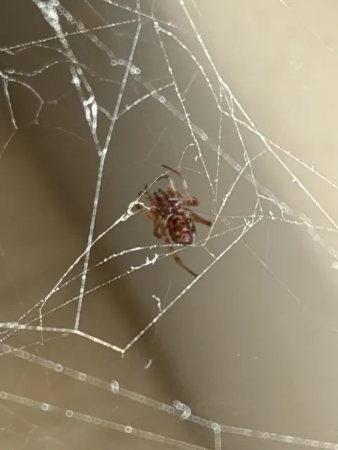 Silk strands extend from around a small brown spider towards the edges of a portrait frame, against a soft beige background.