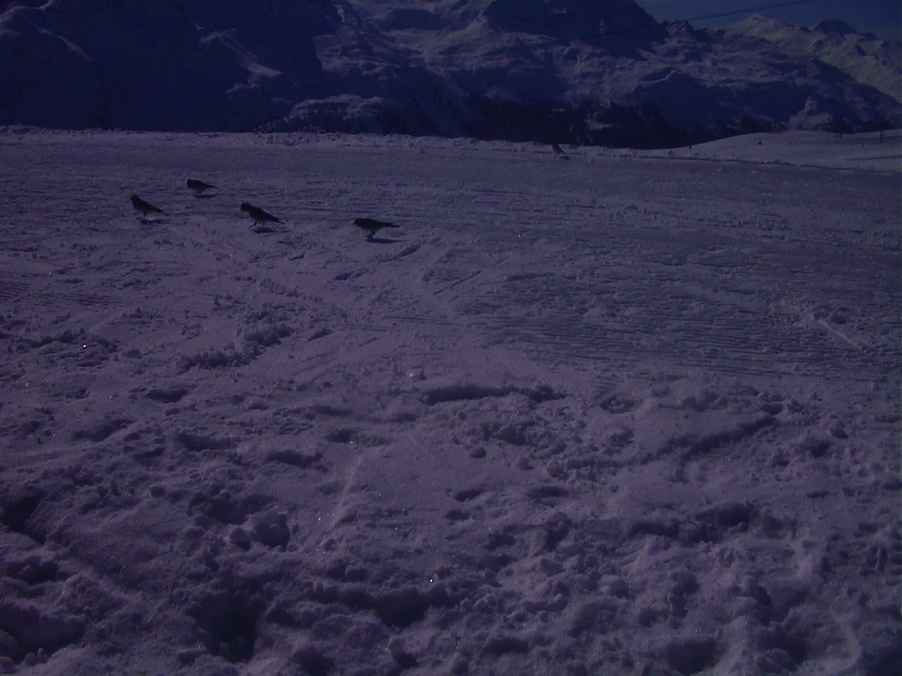 Footprints and shallow tracks cross a snow-covered surface, with several small dark birds in the distance.