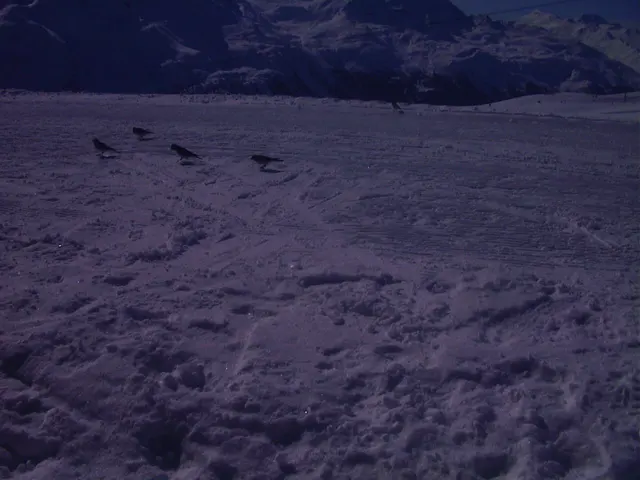 Footprints and shallow tracks cross a snow-covered surface, with several small dark birds in the distance.
