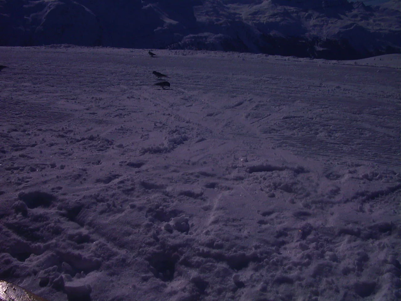 Small dark birds stand beyond footprints and uneven snow beneath a shadowed mountain backdrop.