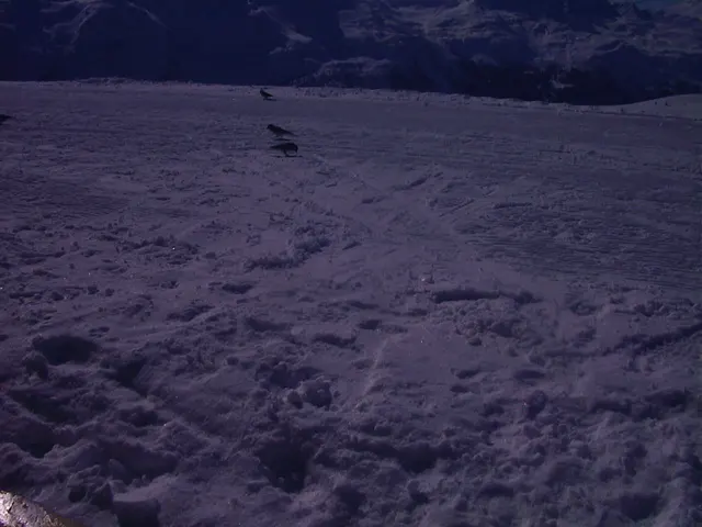 Small dark birds stand beyond footprints and uneven snow beneath a shadowed mountain backdrop.