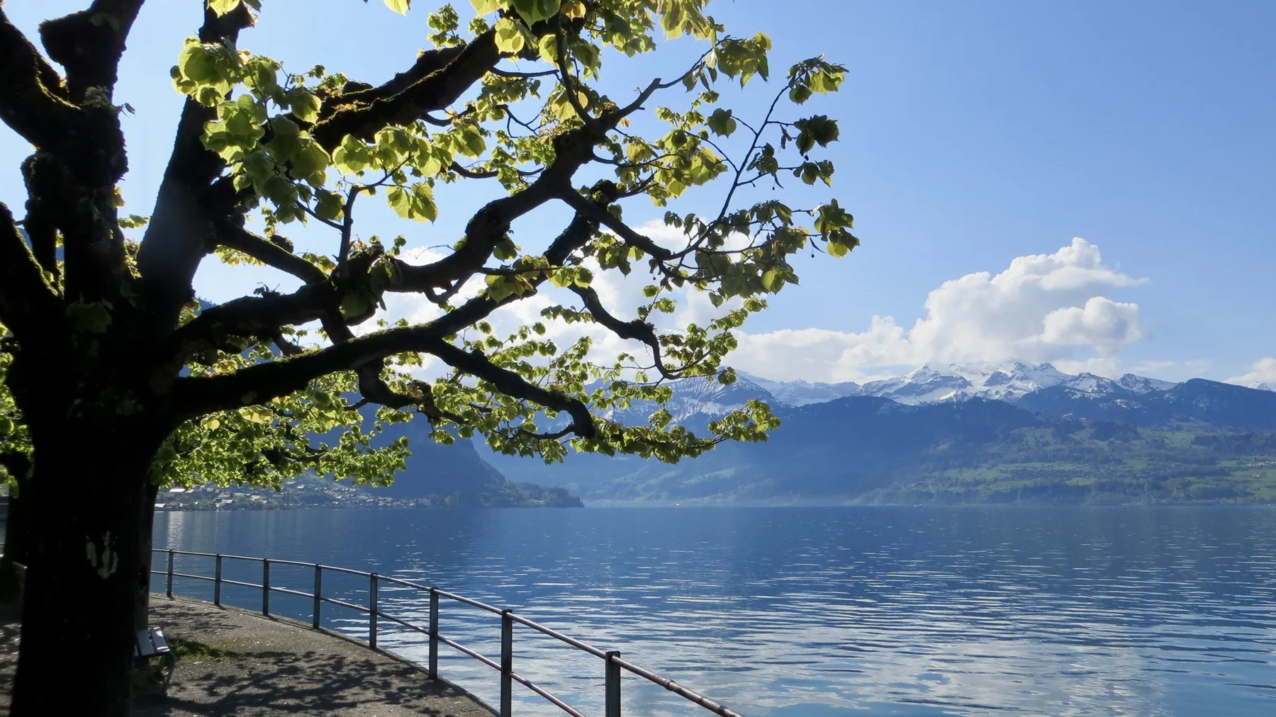 A pruned tree frames a lakeside path, metal railing and distant snowy mountains.