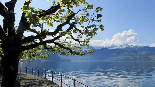 A pruned tree frames a lakeside path, metal railing and distant snowy mountains.