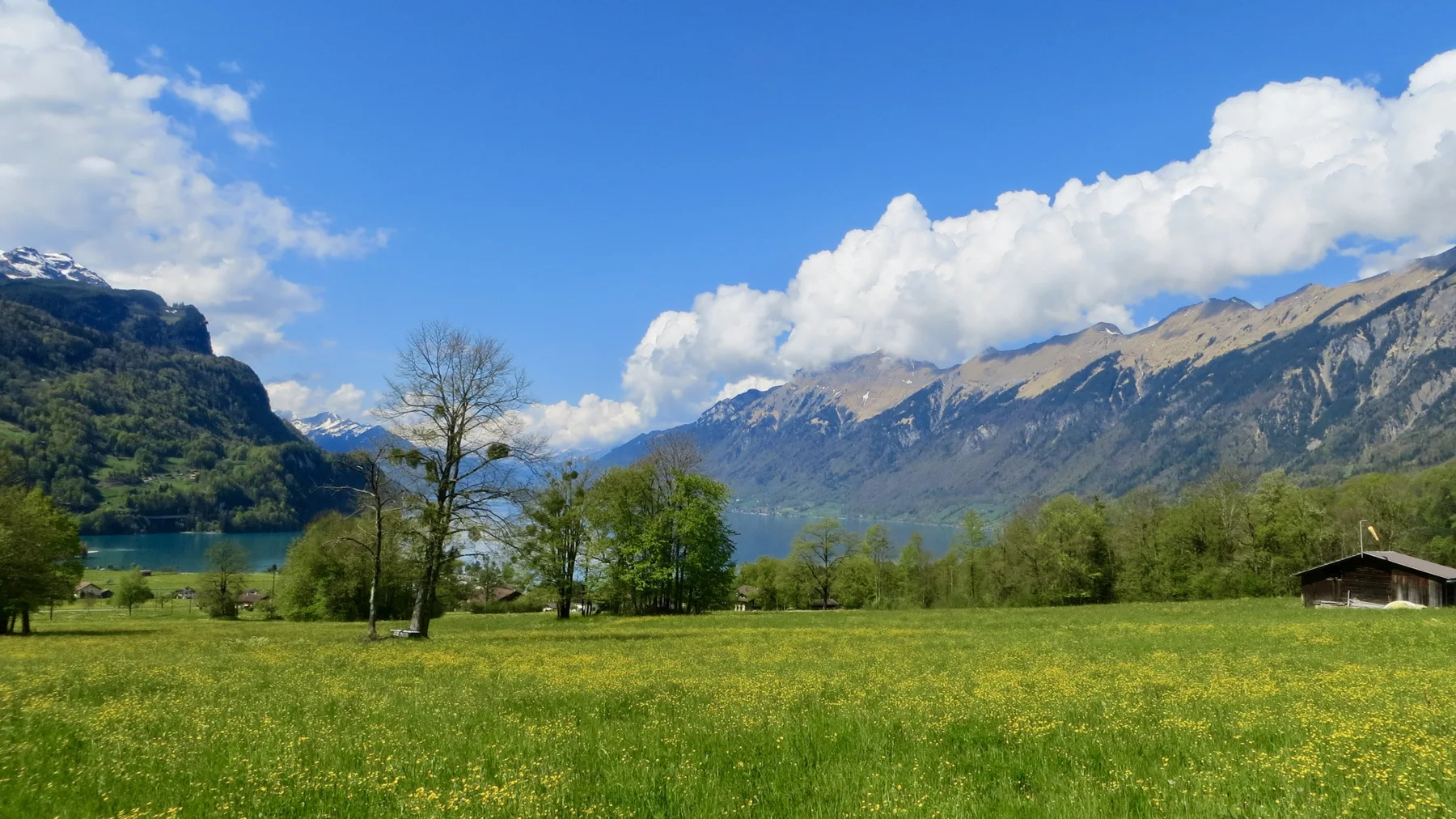 Yellow flowers dot a green meadow with scattered trees and a small wooden shed.