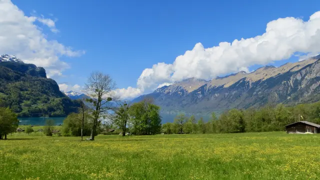Yellow flowers dot a green meadow with scattered trees and a small wooden shed.