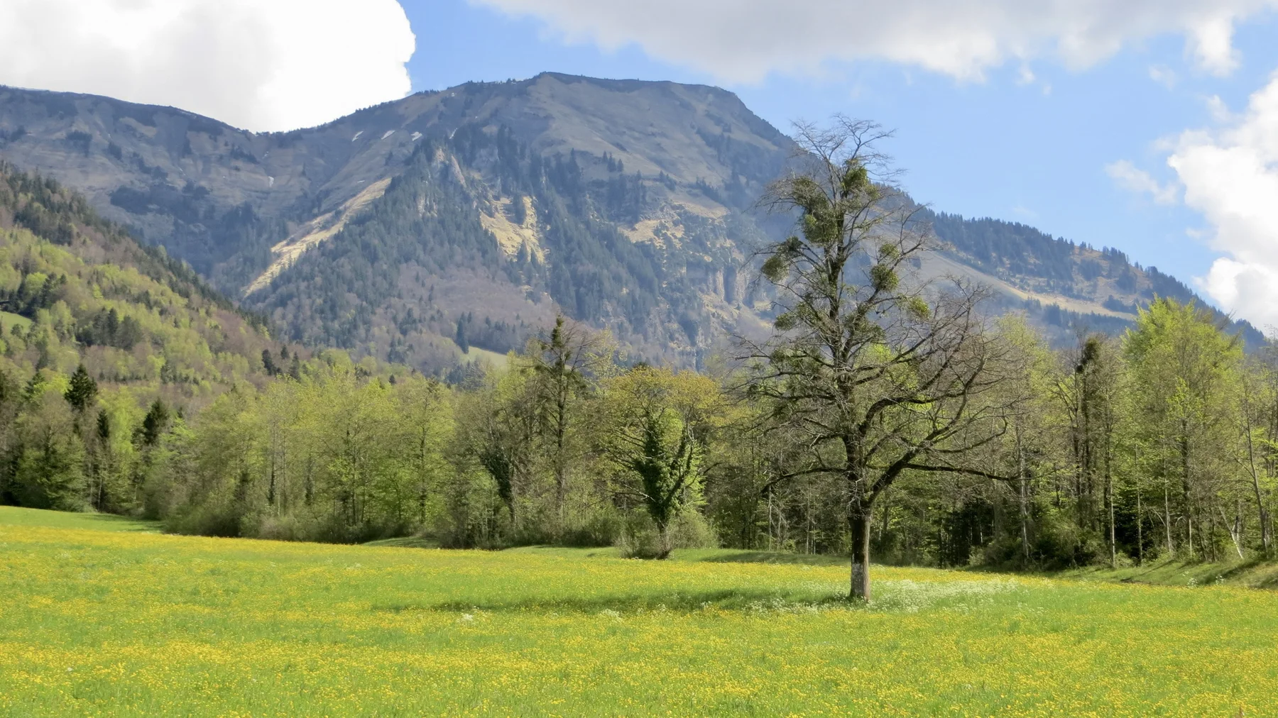 A sparsely leafed tree stands in a flowered green meadow below a mountain.