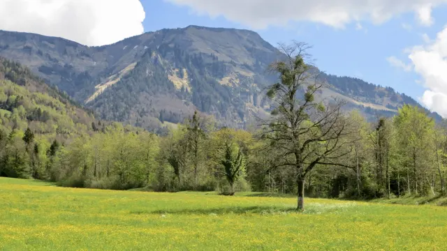 A sparsely leafed tree stands in a flowered green meadow below a mountain.