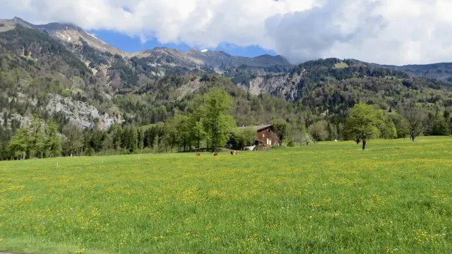 A small wooden shed stands in a bright meadow with mountains behind it.