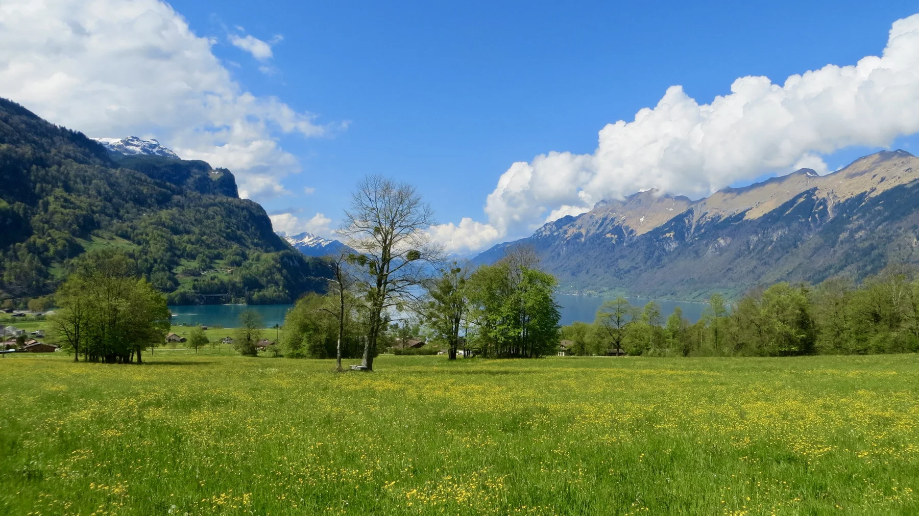 A sparsely leafed tree stands in a meadow overlooking a green mountain valley.
