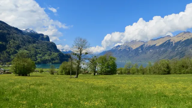 A sparsely leafed tree stands in a meadow overlooking a green mountain valley.