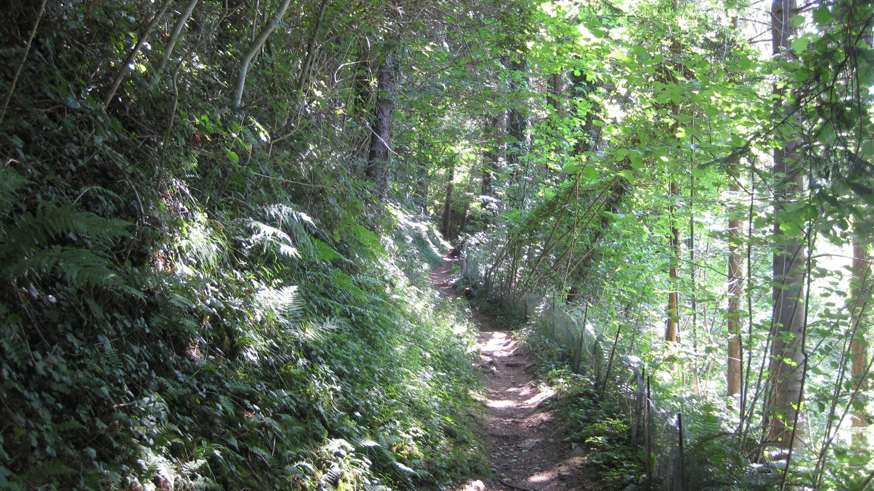 A narrow forest path winds between tree trunks, ferns and patches of sunlight.