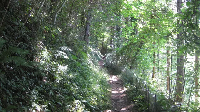 A narrow forest path winds between tree trunks, ferns and patches of sunlight.
