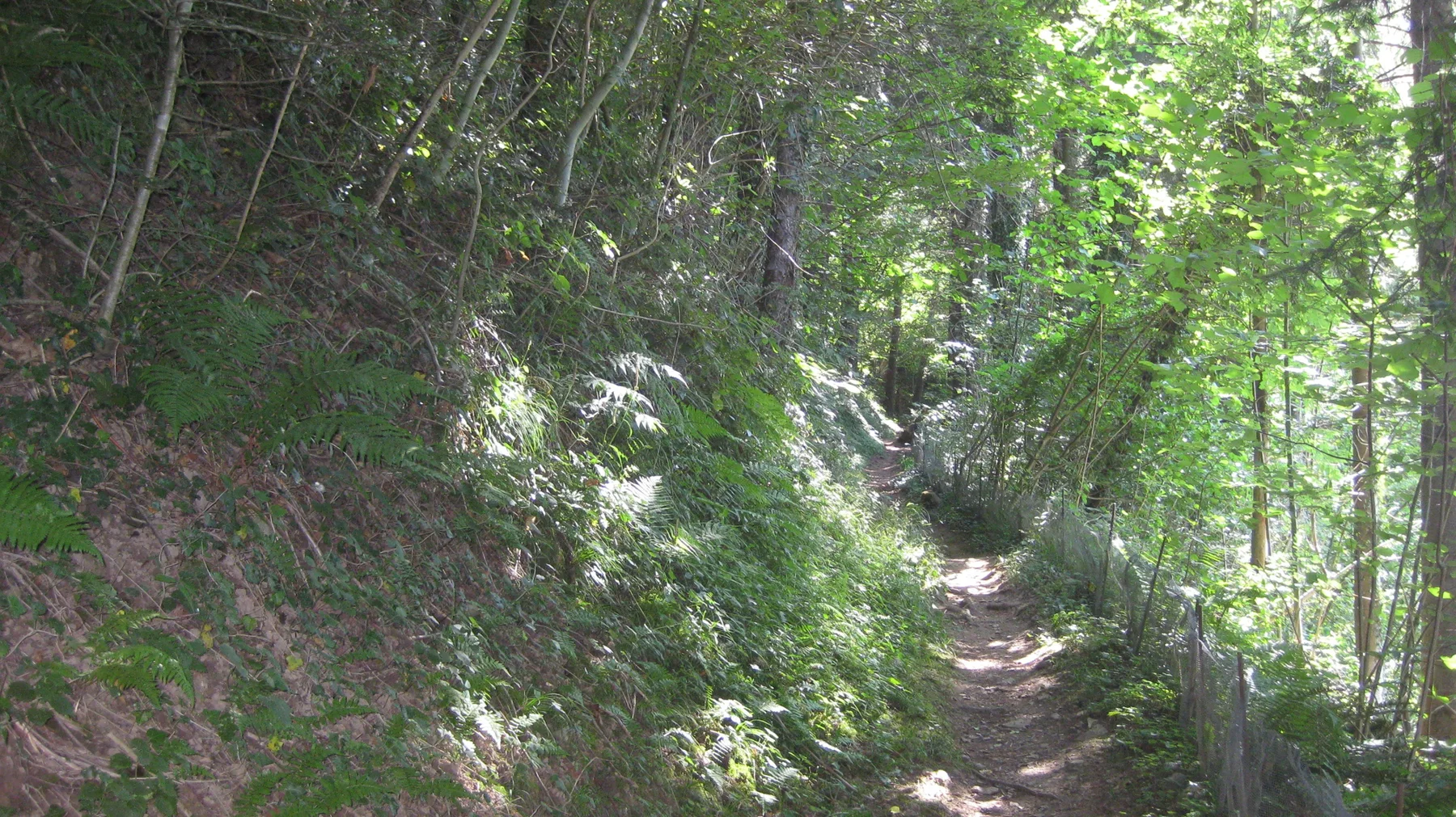 Leafy vegetation covers a slope beside a shaded woodland path.