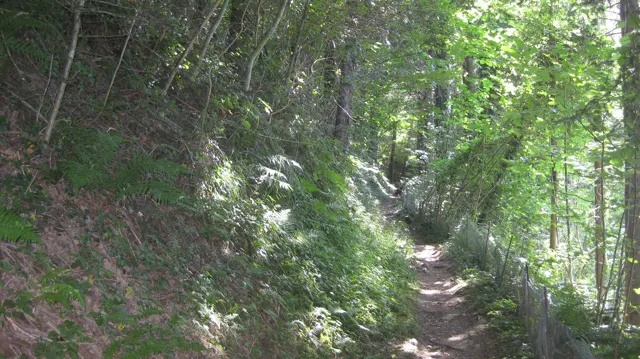 Leafy vegetation covers a slope beside a shaded woodland path.
