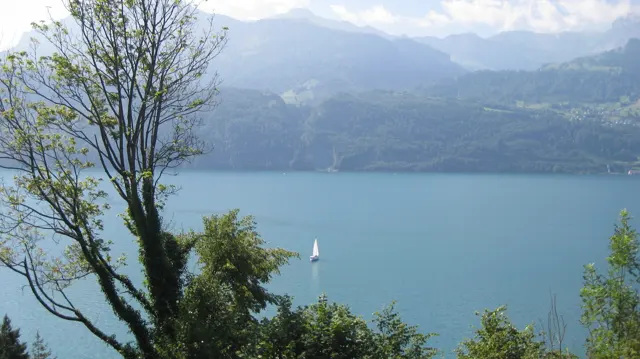 A lakeside tree frames blue water and a small white sail below.