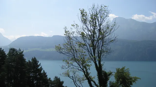 A slender tree rises in front of a blue lake and hazy mountain range.
