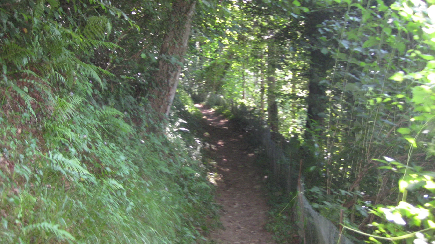 A narrow dirt trail follows a wooded slope through dense green foliage.